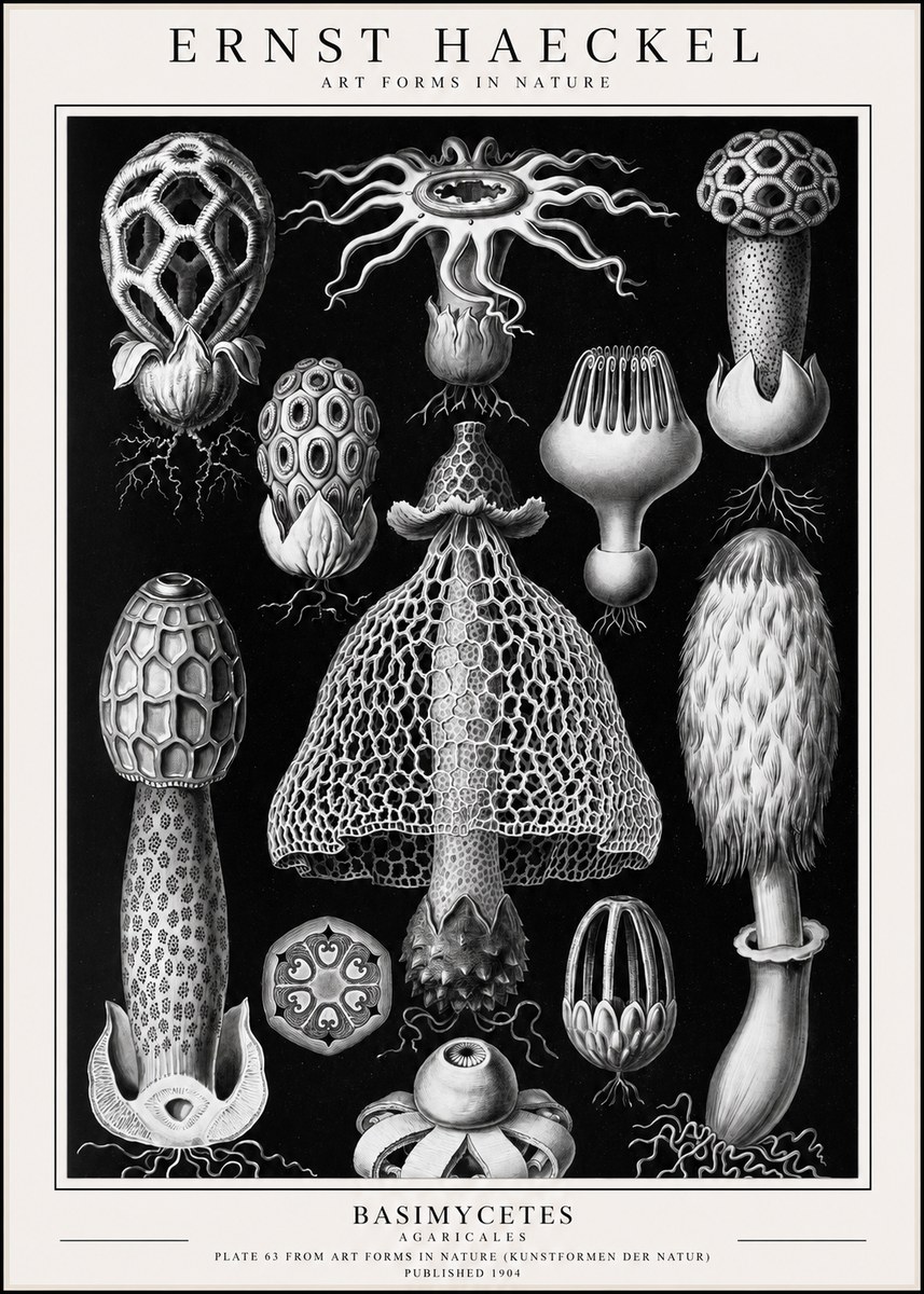 Ernst Haeckel Basimycetes Agaricales No1 - Affiche