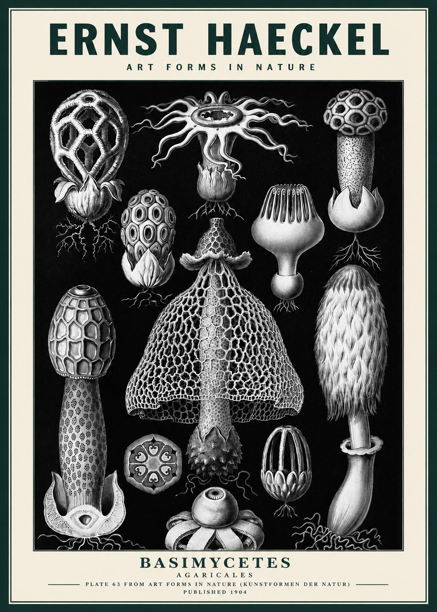 Ernst Haeckel Basimycetes Agaricales No3 - Affiche