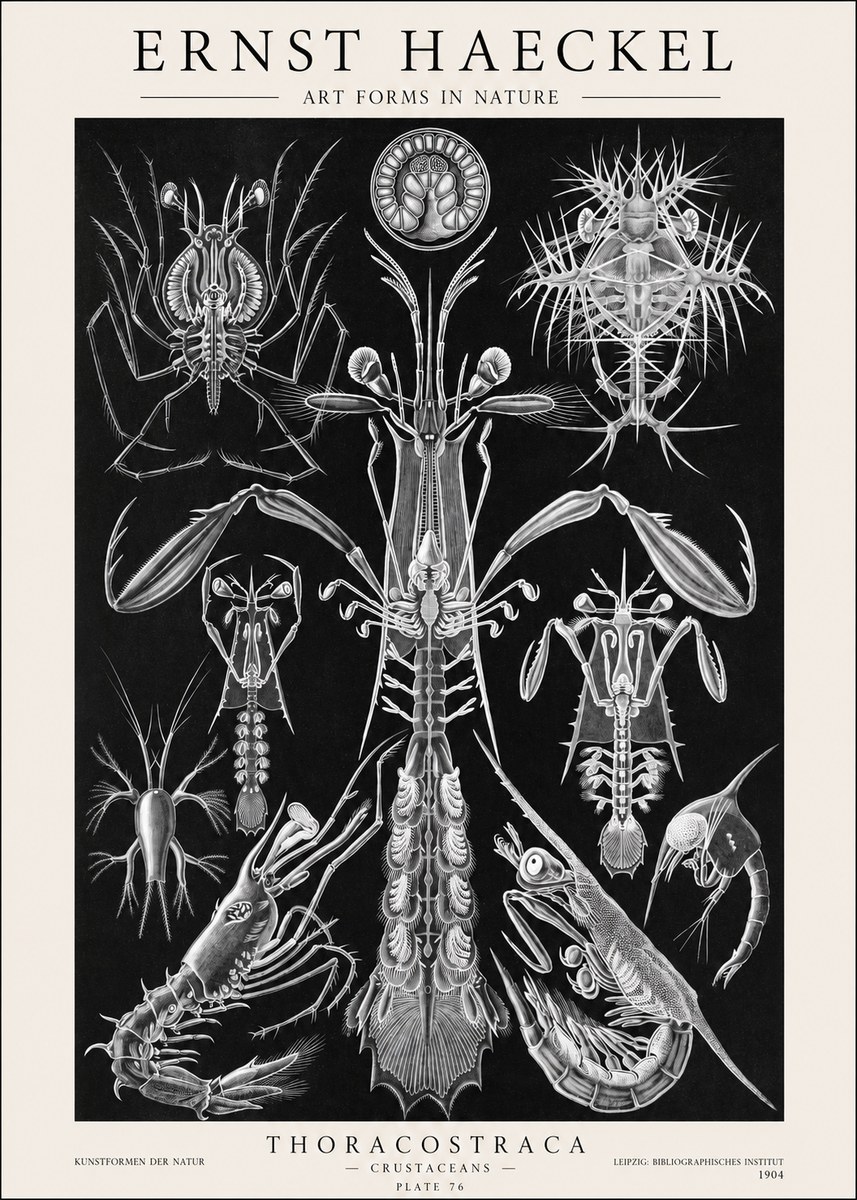Ernst Haeckel Thoraocostraca - Crustaceans - Plate 76 No1 - Affiche