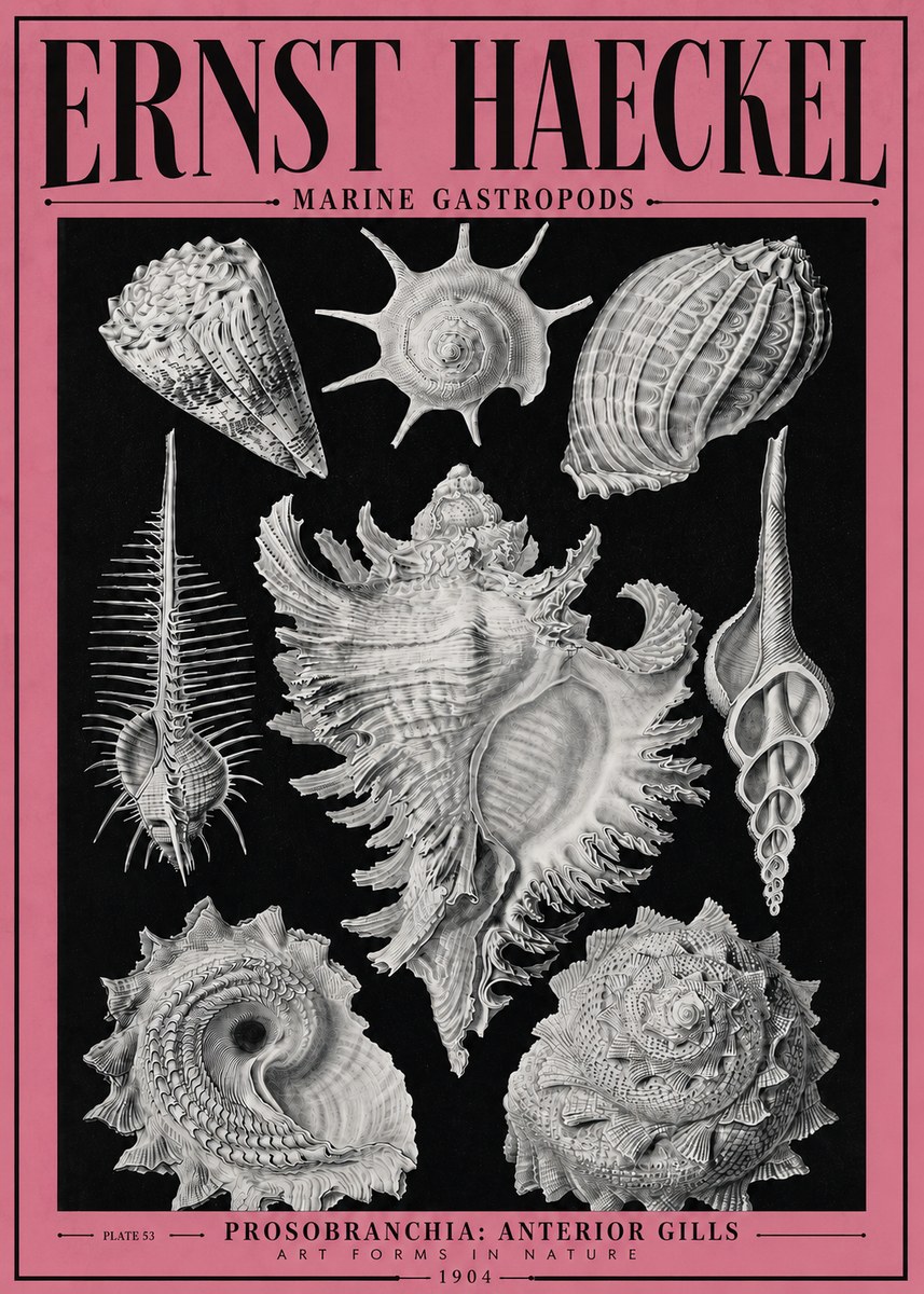 Ernst Haeckel Prosobranchia - Marine Gastropods No4 - Affiche