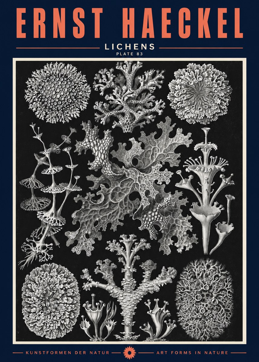 Ernst Haeckel Lichens - Plate 83 No2 - Affiche
