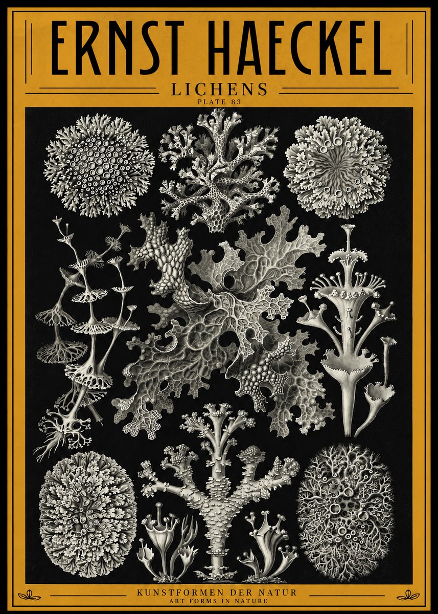 Ernst Haeckel Lichens - Plate 83 No4 - Affiche