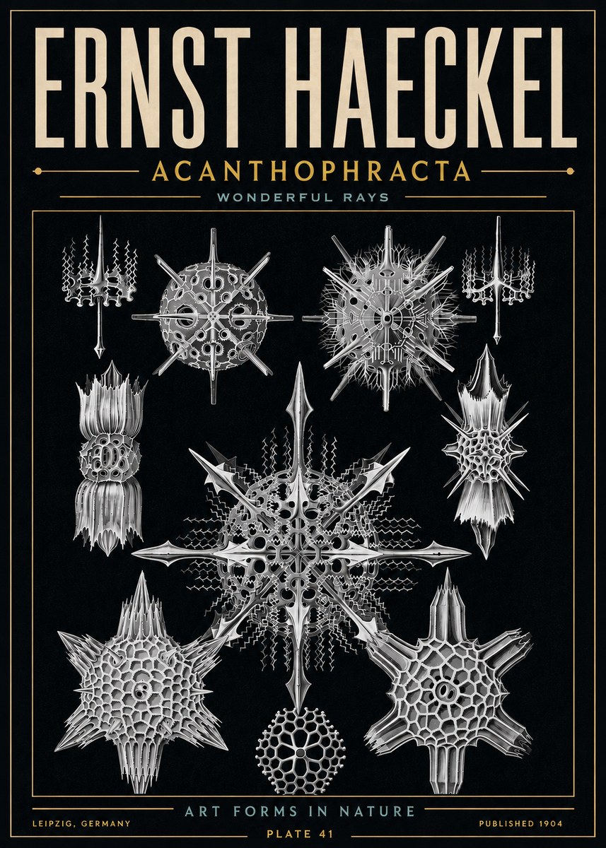 Ernst Haeckel Acanthophracta - Wonderful Rays No6 - Affiche