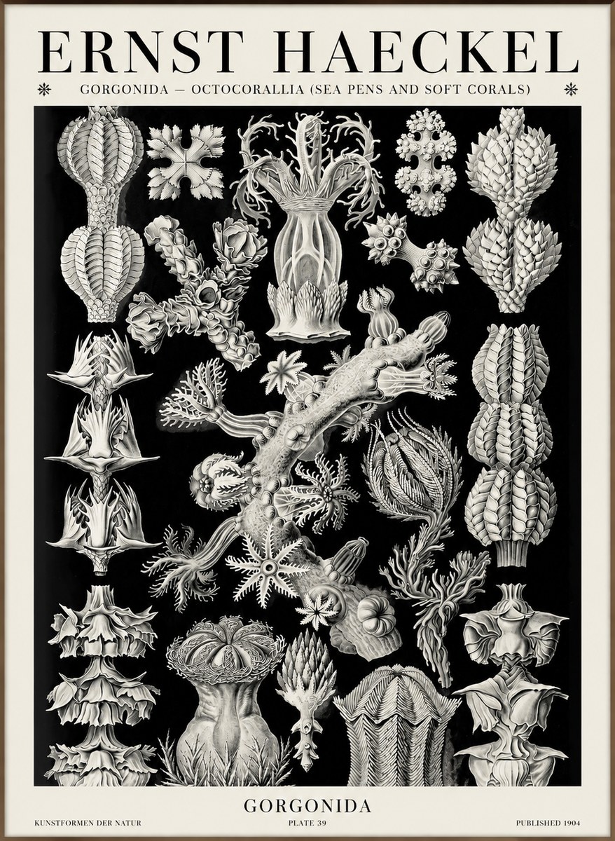 Ernst Haeckel Gorgonians No6 - Affiche