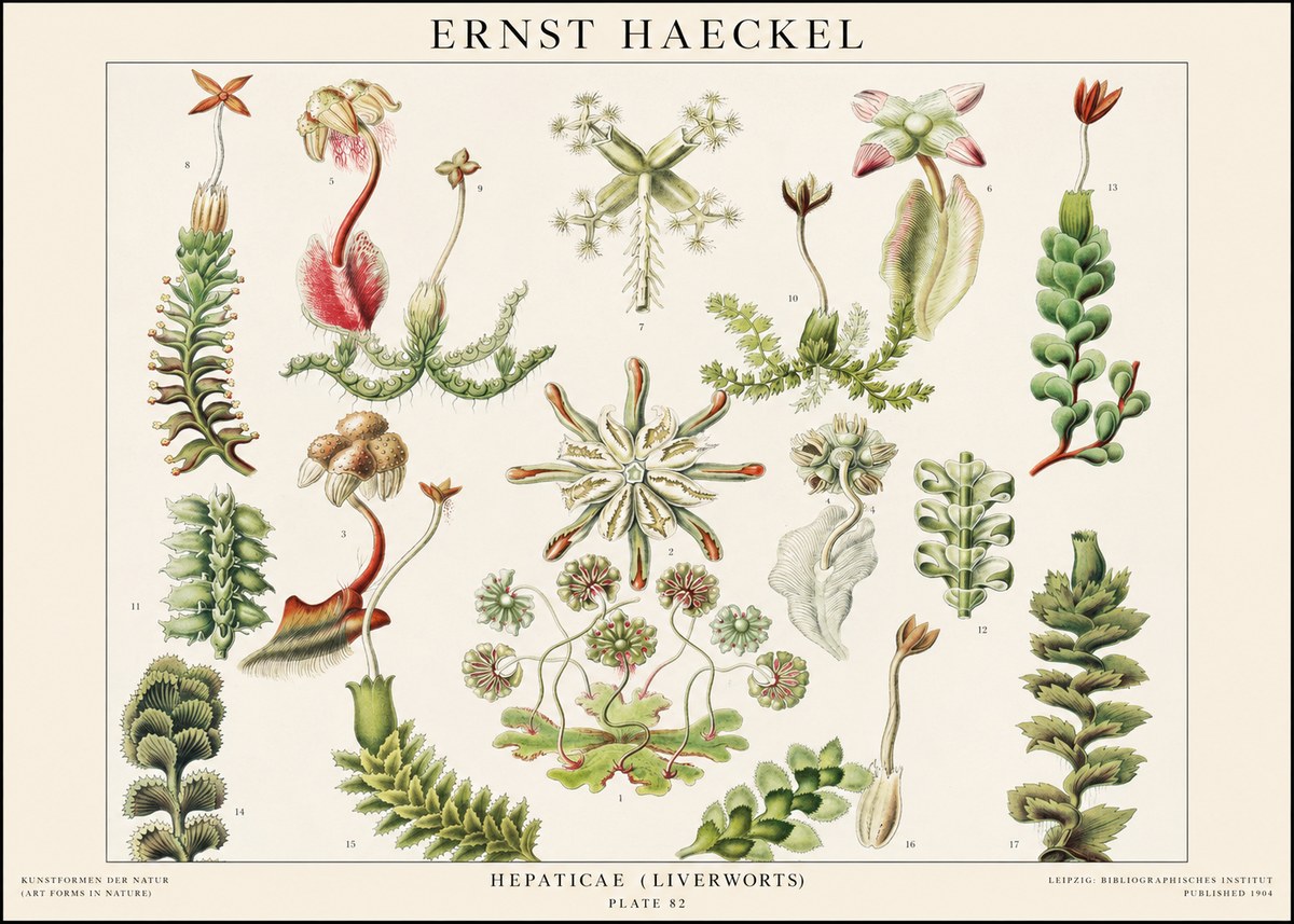 Ernst Haeckel Hepaticae (Liverworts) - Plate 82 No1 - Affiche