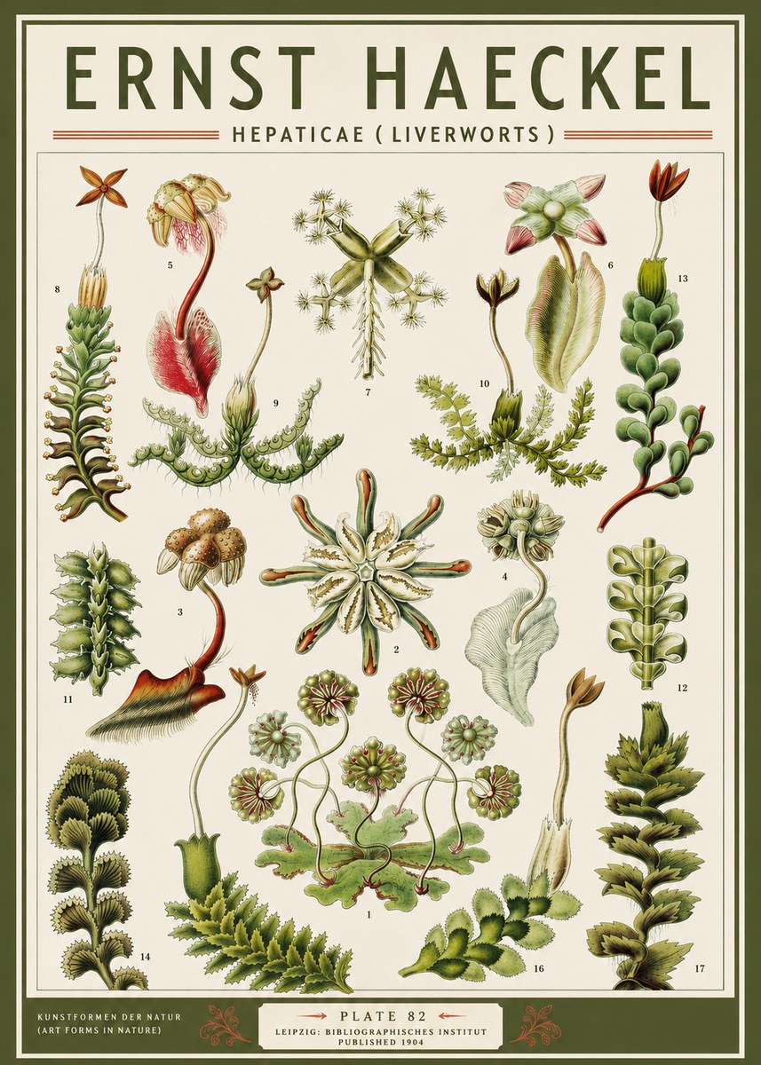 Ernst Haeckel Hepaticae (Liverworts) - Plate 82 No3 - Affiche