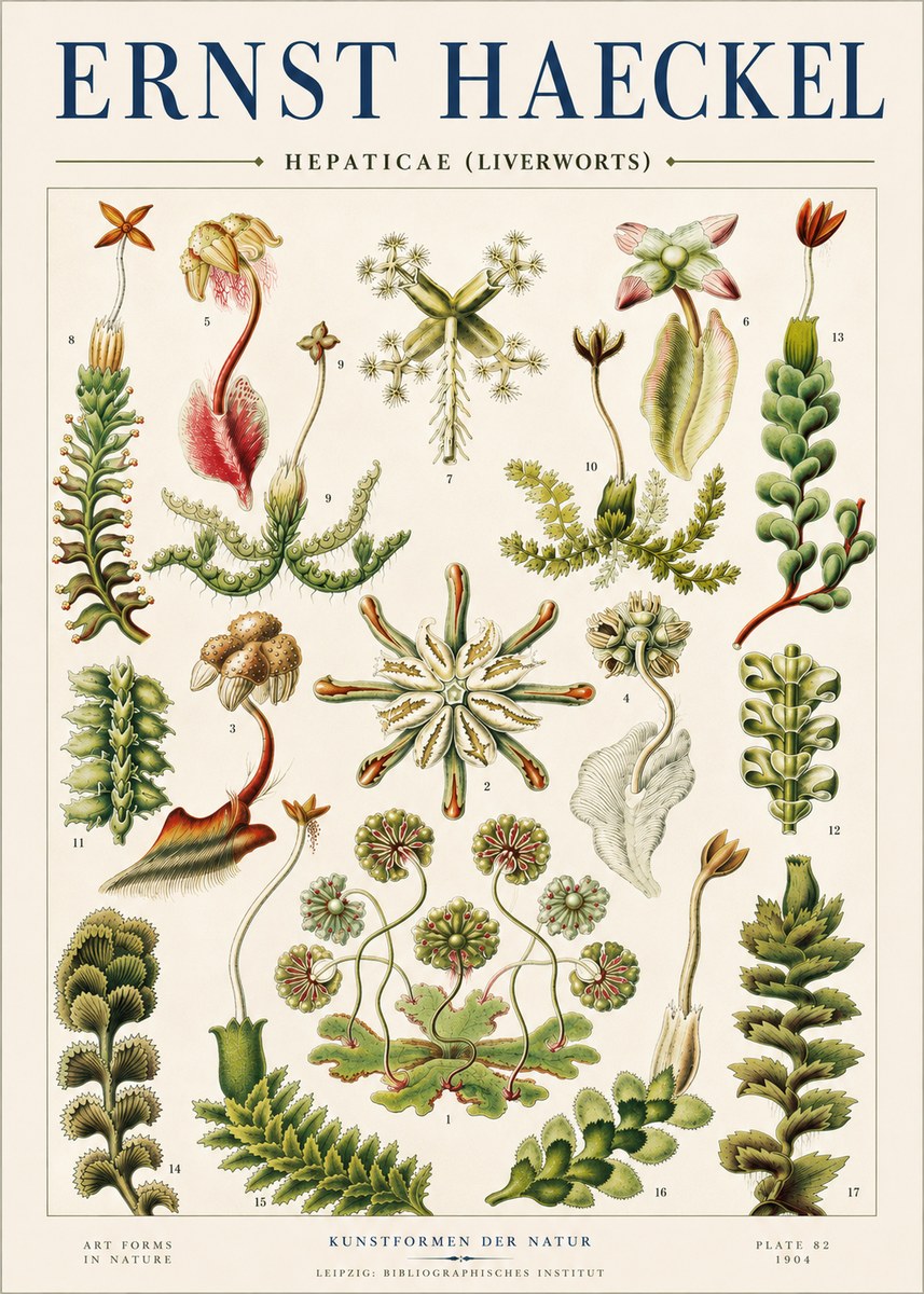 Ernst Haeckel Hepaticae (Liverworts) - Plate 82 No4 - Affiche