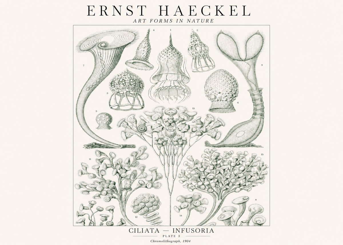 Ernst Haeckel Ciliata - Infusoria - Plate 3 No1 - Affiche