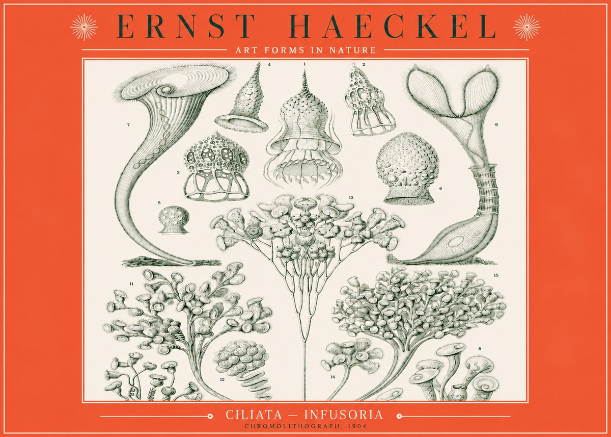 Ernst Haeckel Ciliata - Infusoria - Plate 3 No3 - Affiche