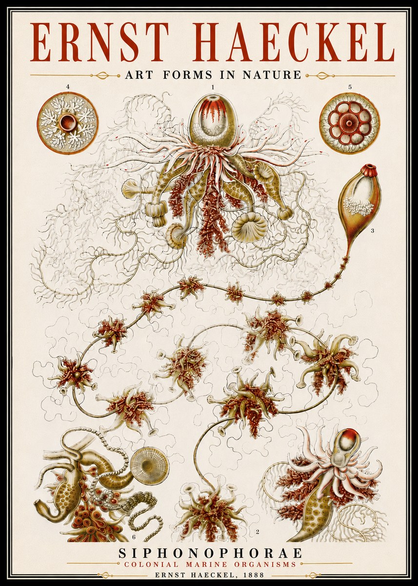 Ernst Haeckel Siphonophorae No6 - Affiche