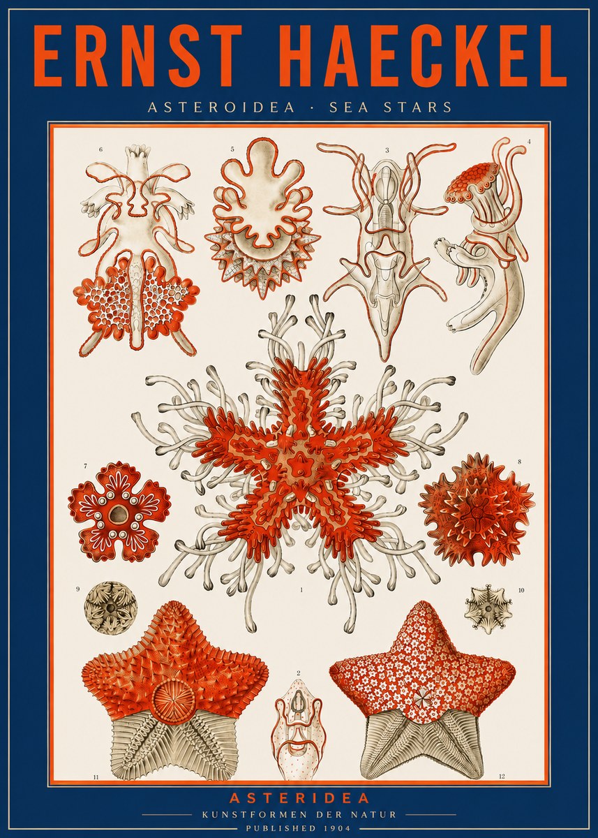 Ernst Haeckel Asteroidea. Sea Stars No2 - Affiche