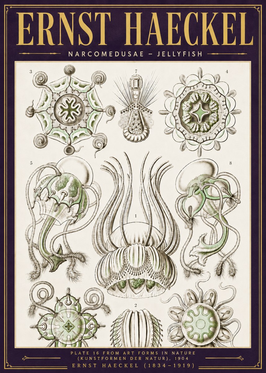 Ernst Haeckel Narcomedusae - Jellyfish No6 - Affiche