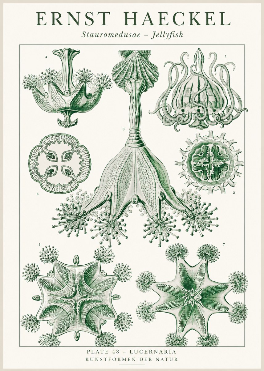 Ernst Haeckel Stauromedusae – Jellyfish No1 - Affiche