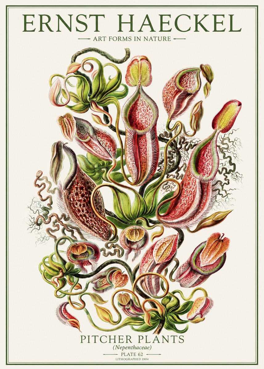 Ernst Haeckel Pitcher Plants No1 - Affiche