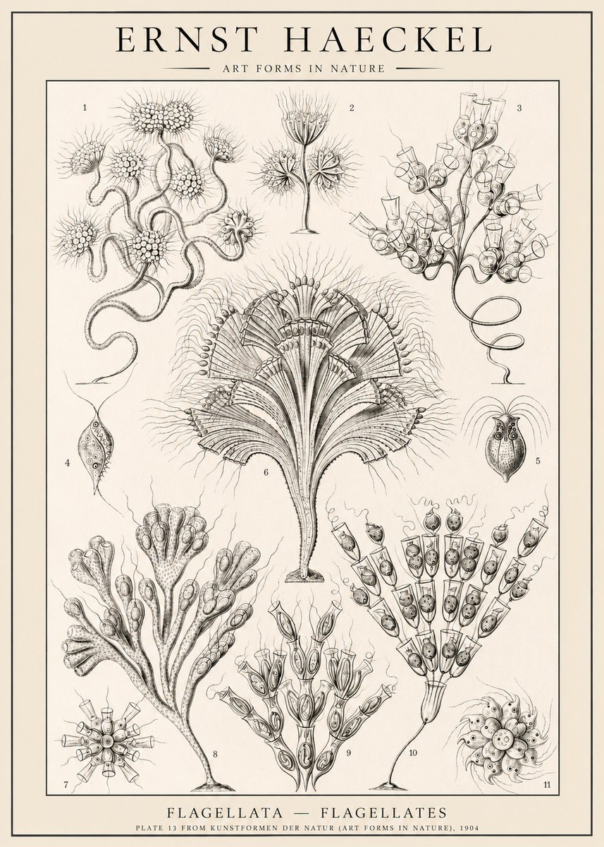Ernst Haeckel Flagellata - Flagellates No1 - Affiche