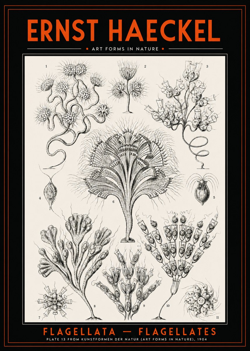 Ernst Haeckel Flagellata - Flagellates No2 - Affiche