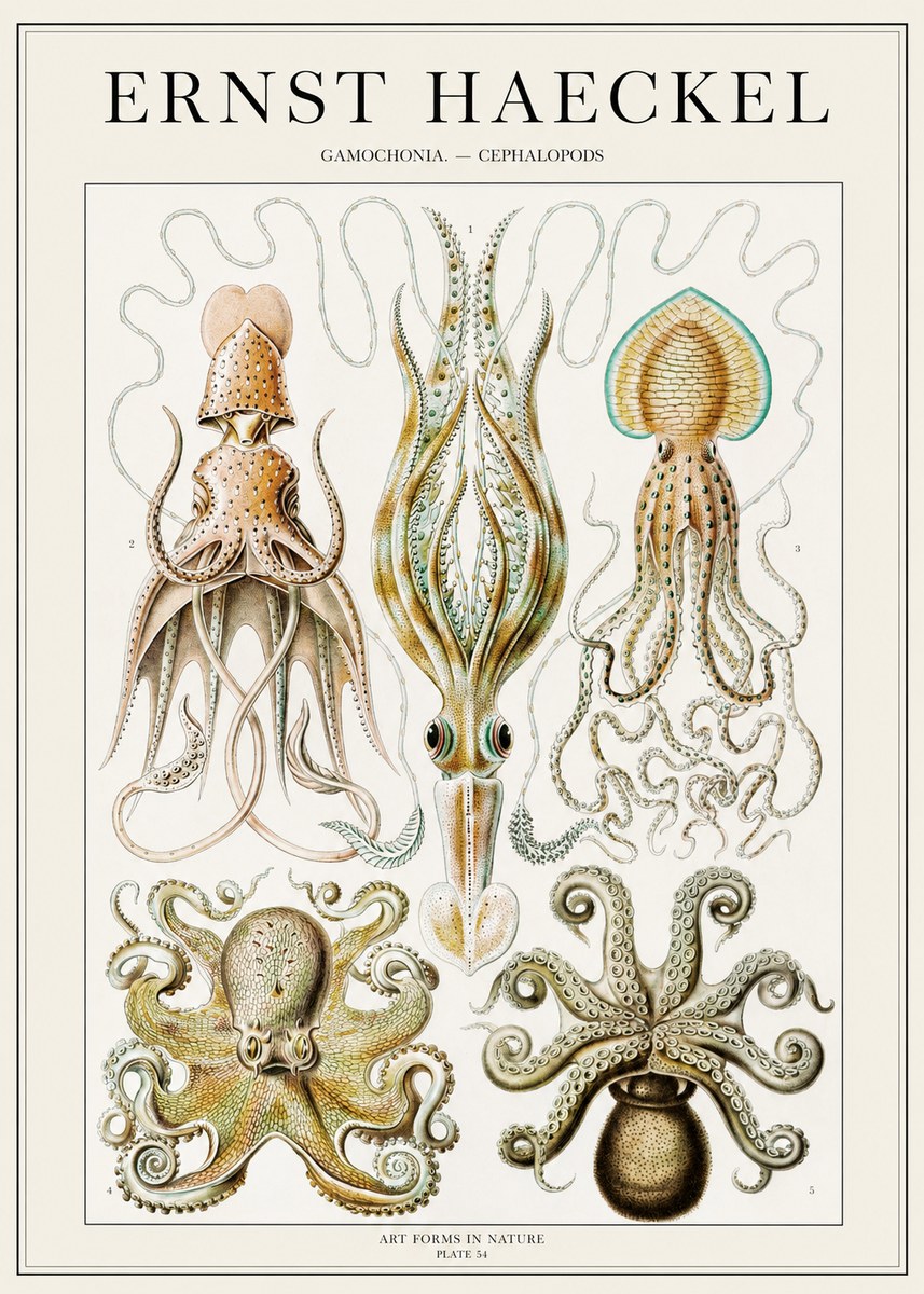 Ernst Haeckel Cephalopods Octopuses and Squid No2 - Affiche