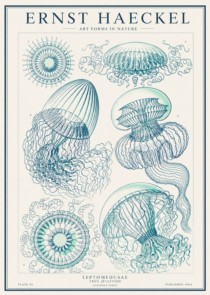 Ernst Haeckel Leptomedusae True Jellyfish No1 - Affiche