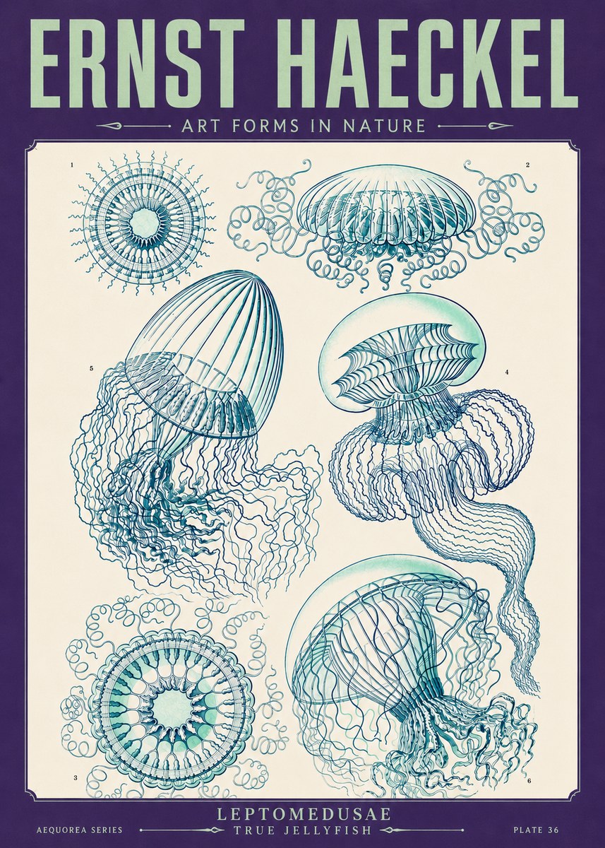 Ernst Haeckel Leptomedusae True Jellyfish No4 - Affiche