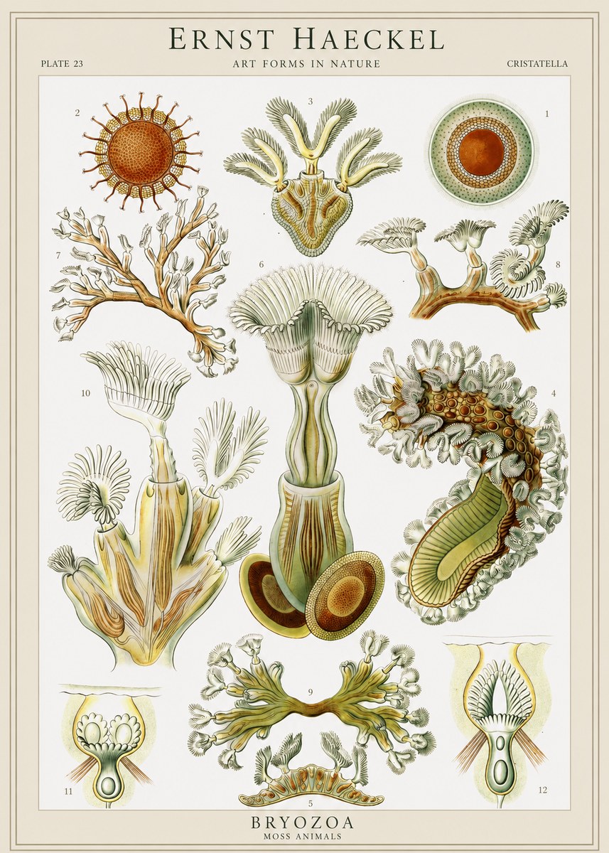 Ernst Haeckel Cristatella No1 - Affiche