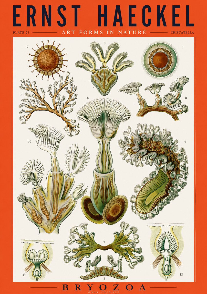 Ernst Haeckel Cristatella No3 - Affiche