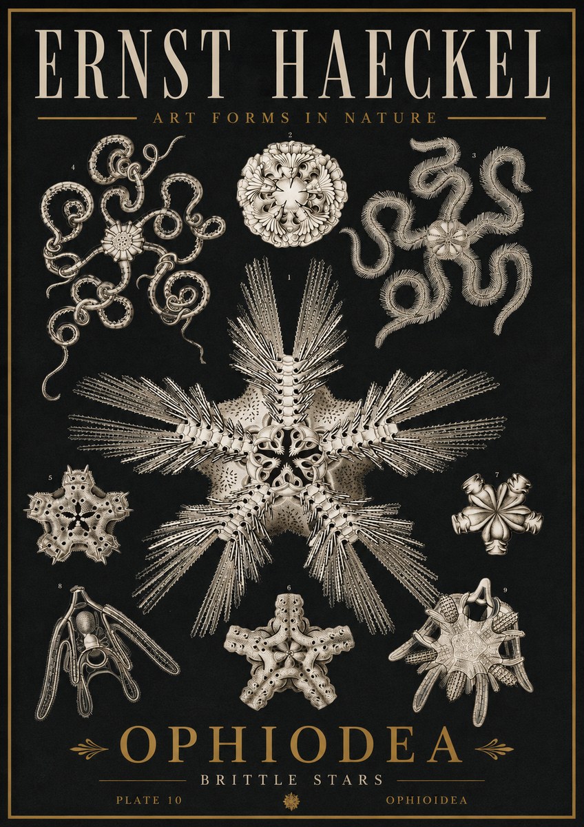 Ernst Haeckel Ophiodea - Brittle Stars I No5 - Affiche