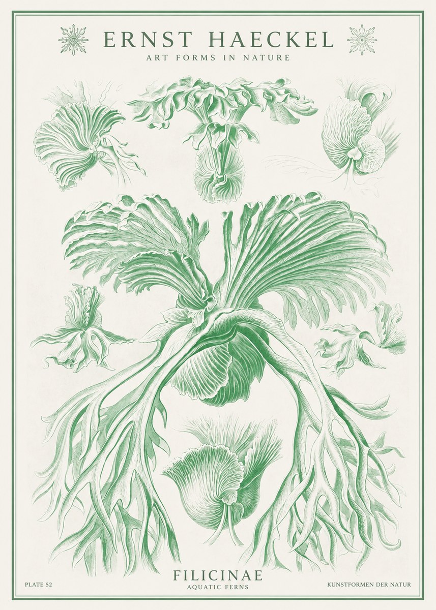 Ernst Haeckel Filicinae No1 - Affiche