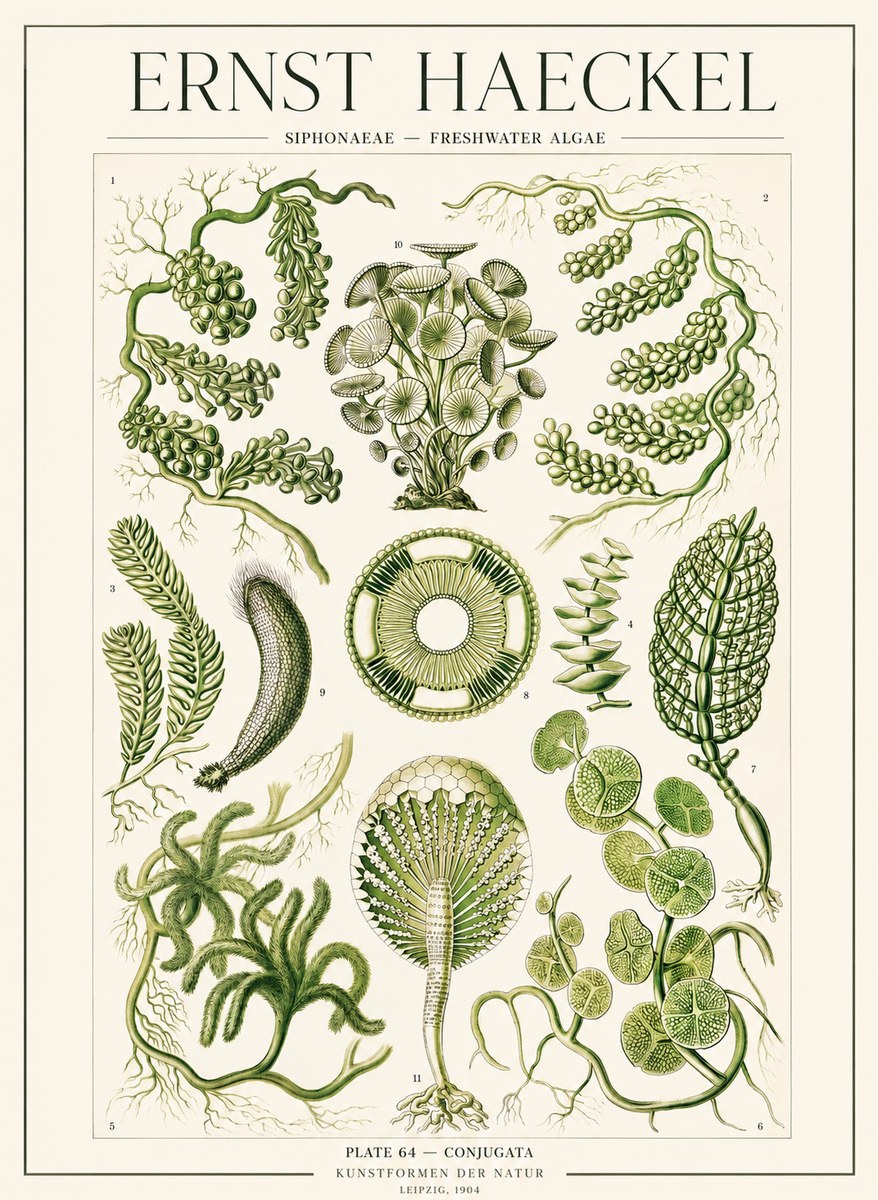 Ernst Haeckel Siphonaceae - Freshwater Algae No1 - Affiche