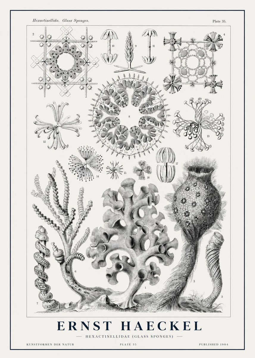 Ernst Haeckel Hexactinellida. Glass Sponges. No1 - Affiche