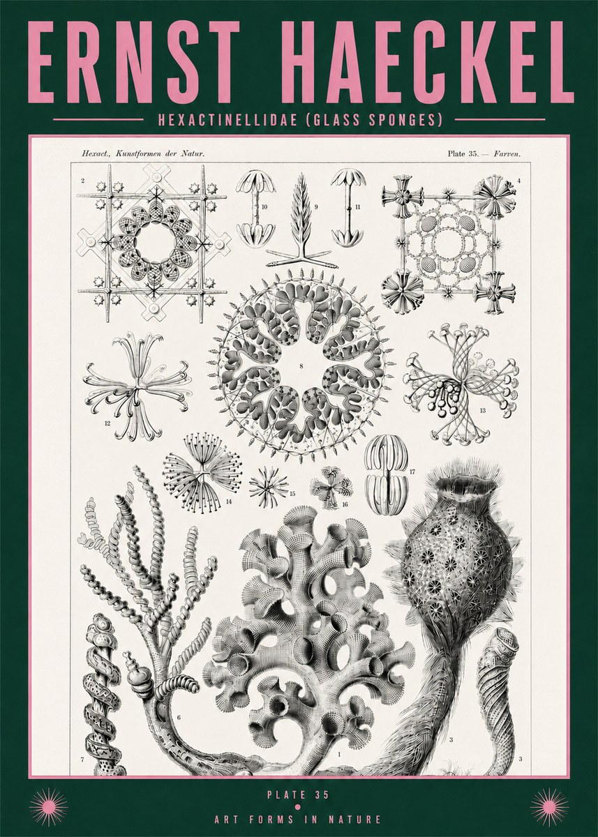 Ernst Haeckel Hexactinellida. Glass Sponges. No2 - Affiche