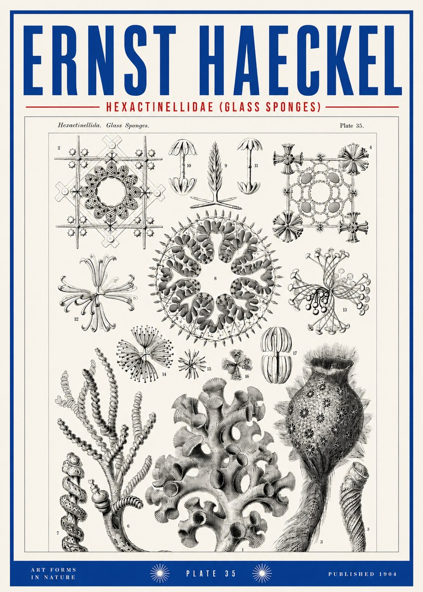 Ernst Haeckel Hexactinellida. Glass Sponges. No3 - Affiche