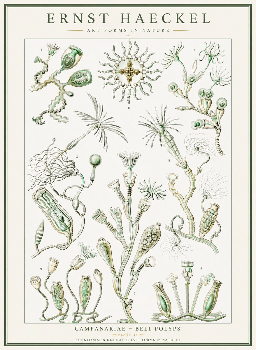 Ernst Haeckel Campanariae – Bell Polyps No1 - Affiche