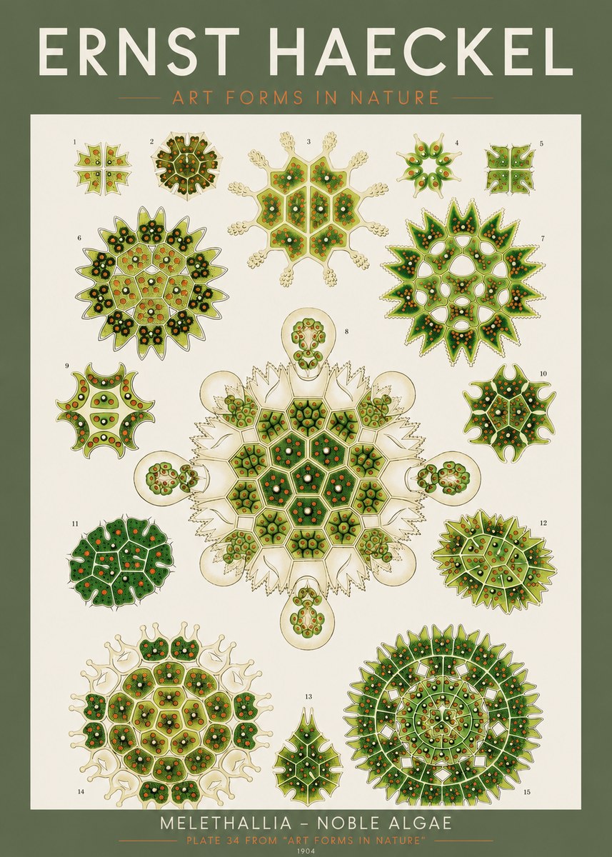 Ernst Haeckel Melethallia - Noble Algae No2 - Affiche