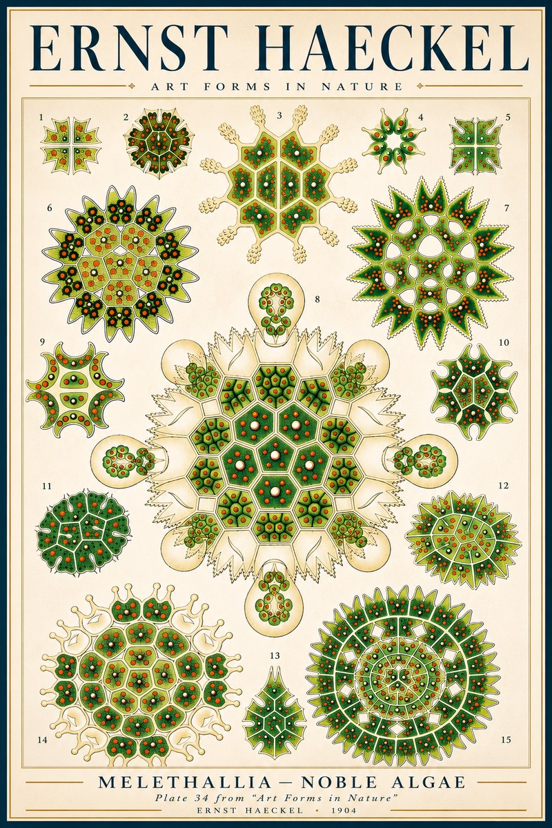 Ernst Haeckel Melethallia - Noble Algae No3 - Affiche