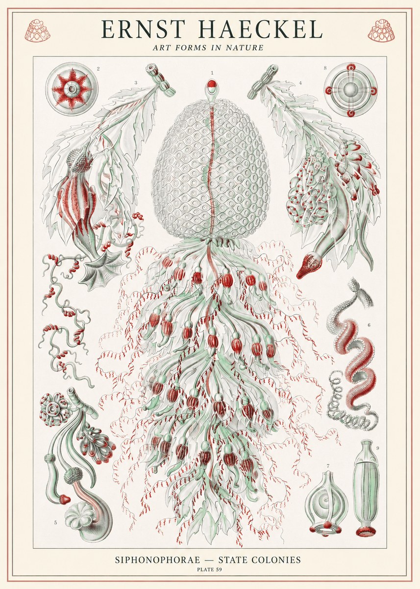 Ernst Haeckel Siphonophorae - State Colonies No1 - Affiche