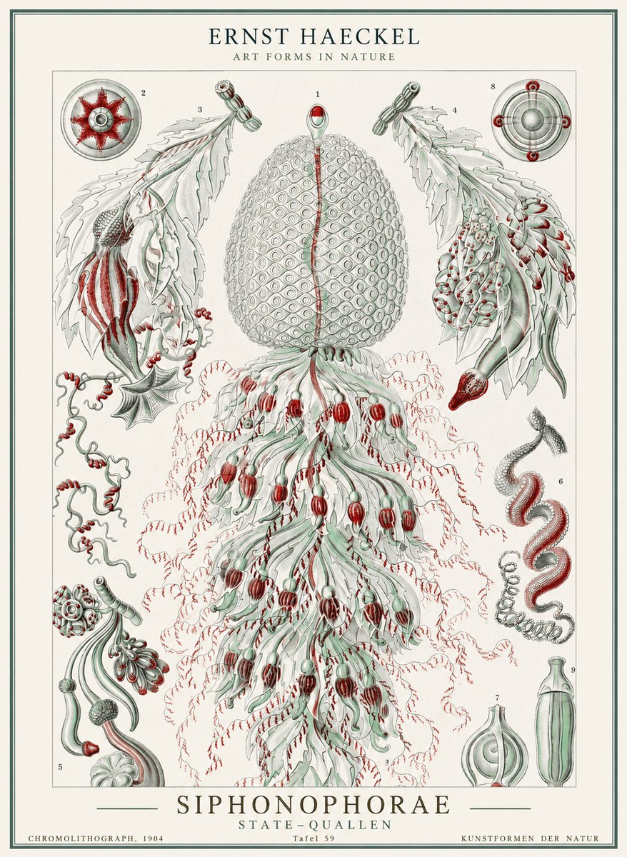 Ernst Haeckel Siphonophorae - State Colonies No2 - Affiche