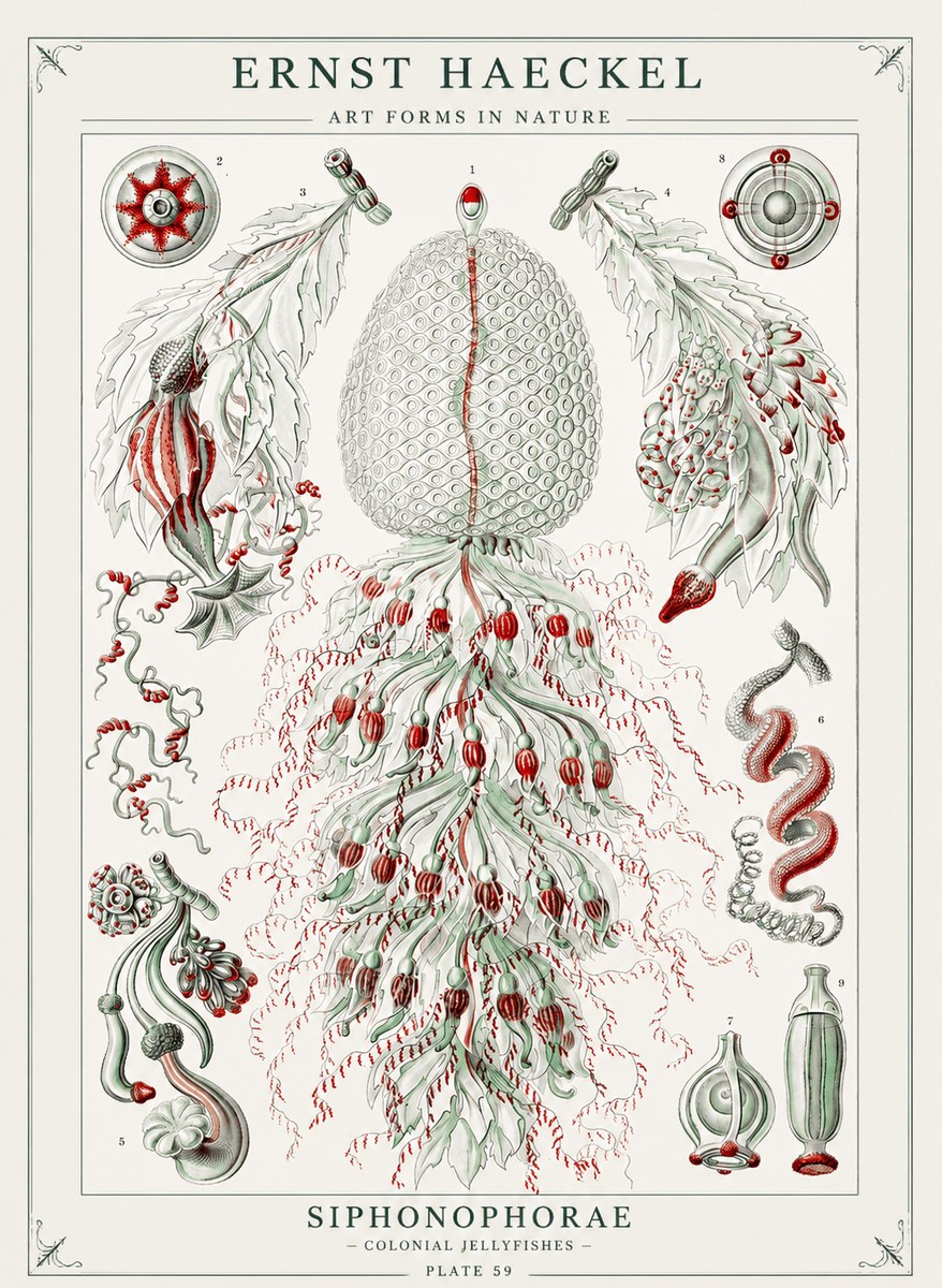 Ernst Haeckel Siphonophorae - State Colonies No3 - Affiche