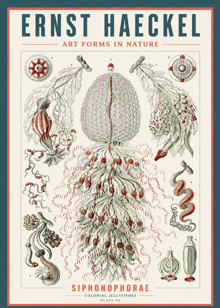 Ernst Haeckel Siphonophorae - State Colonies No5 - Affiche