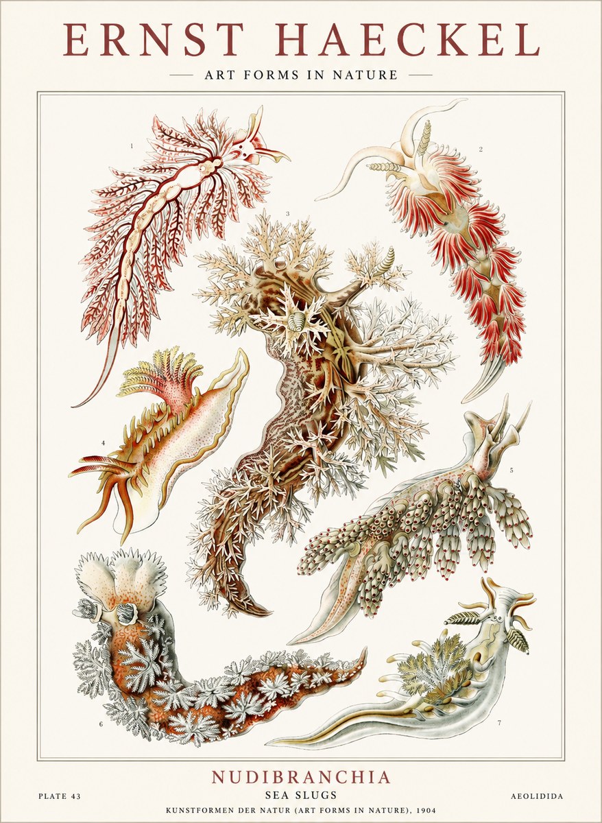 Ernst Haeckel Nudibranchia – Sea Slugs No4 - Affiche
