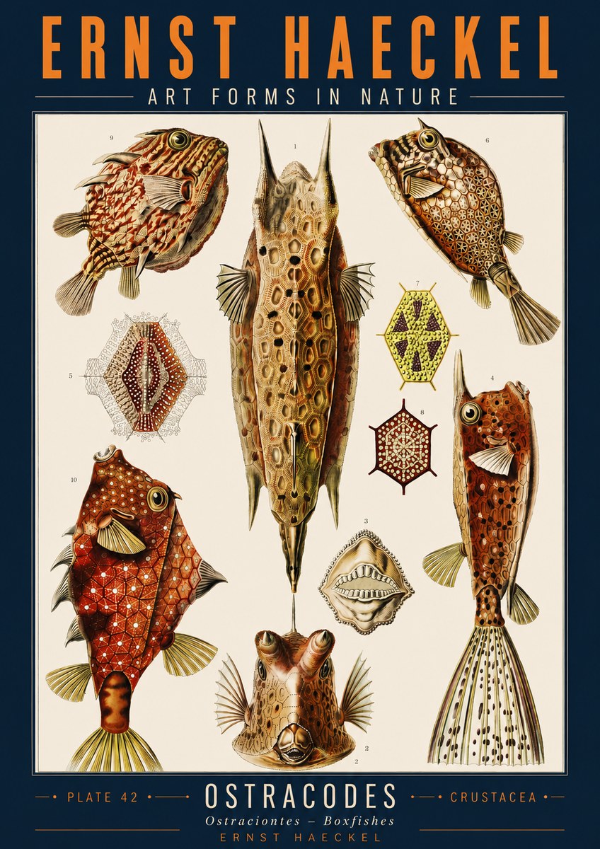Ernst Haeckel Ostracodes Crustacea No2 - Affiche