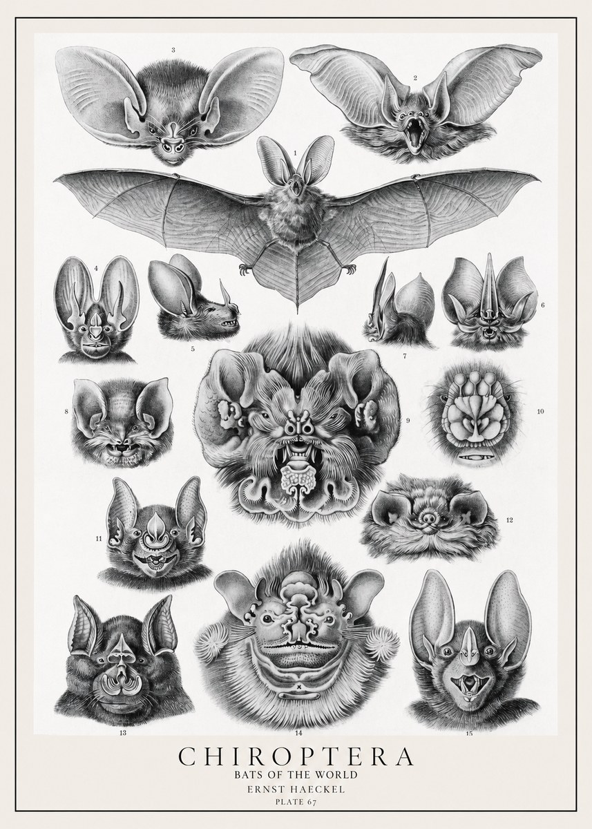 Ernst Haeckel Chiroptera Bats No2 - Affiche