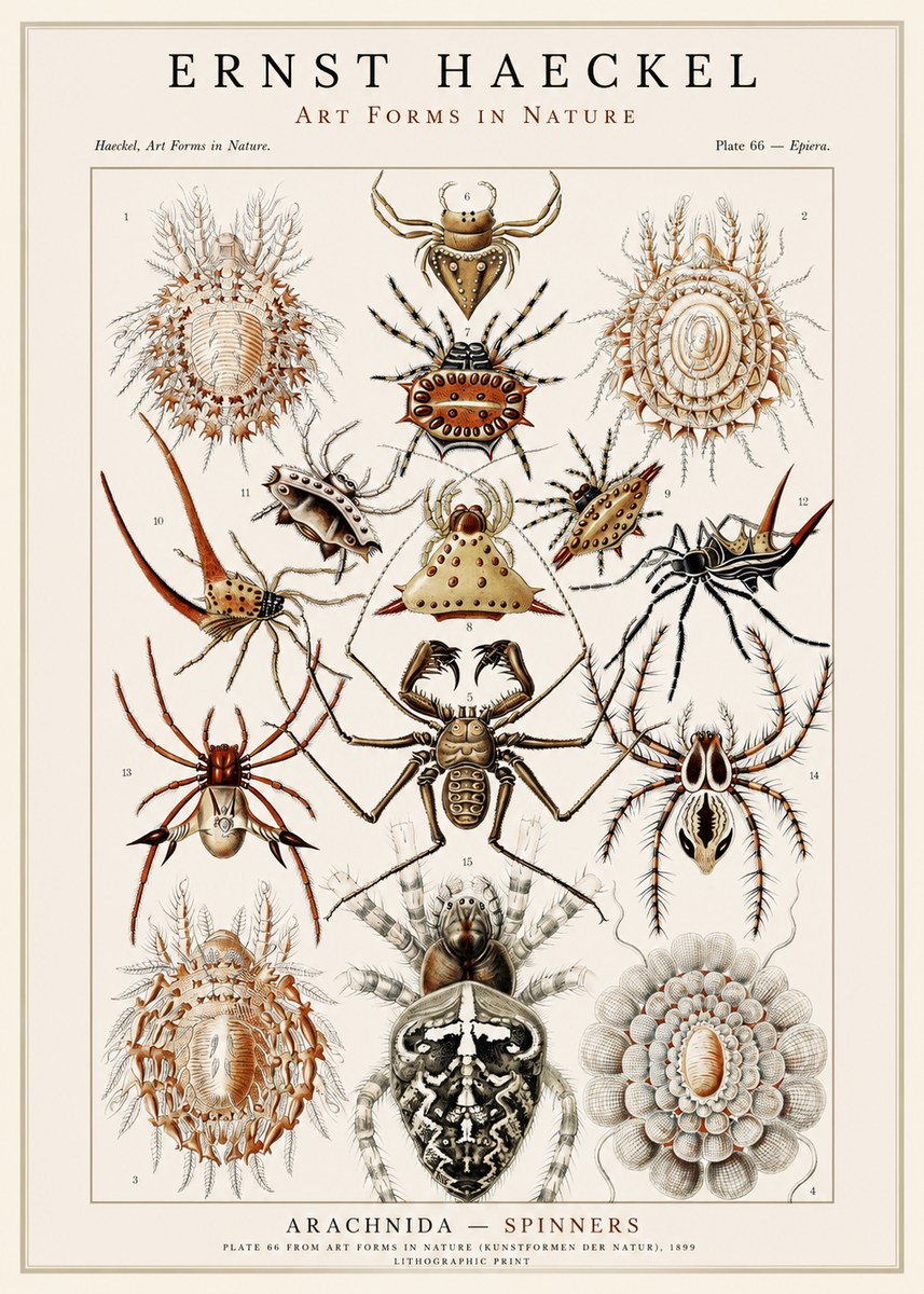 Ernst Haeckel Arachnida — Spiders No3 - Affiche