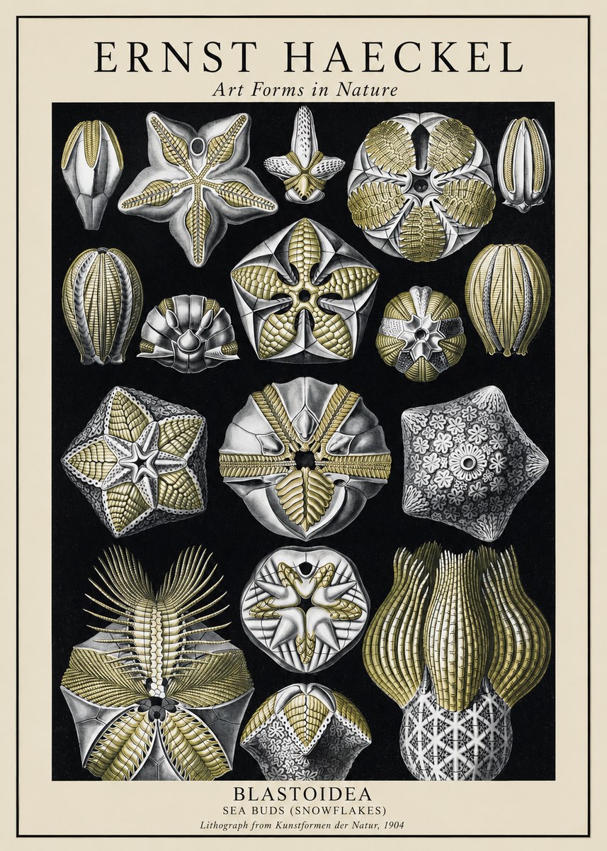 Ernst Haeckel Blastoidea Sea Buds (Snowflakes) No1 - Affiche