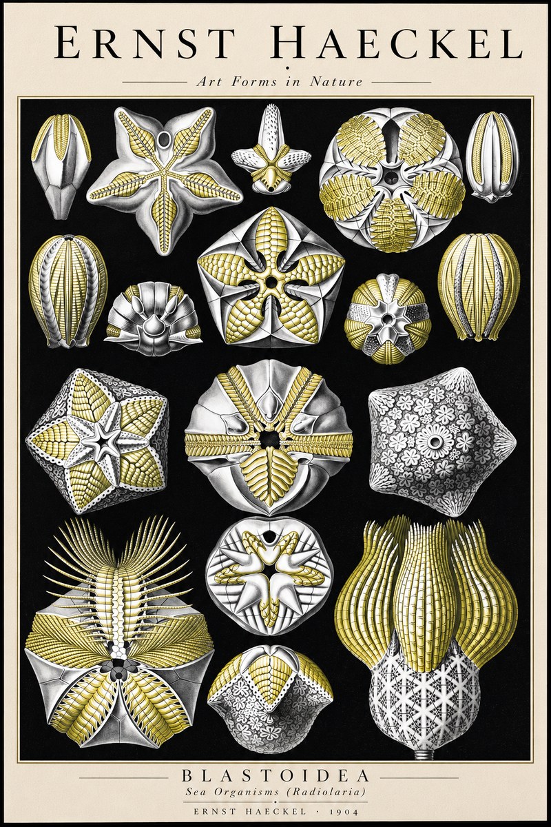 Ernst Haeckel Blastoidea Sea Buds (Snowflakes) No3 - Affiche