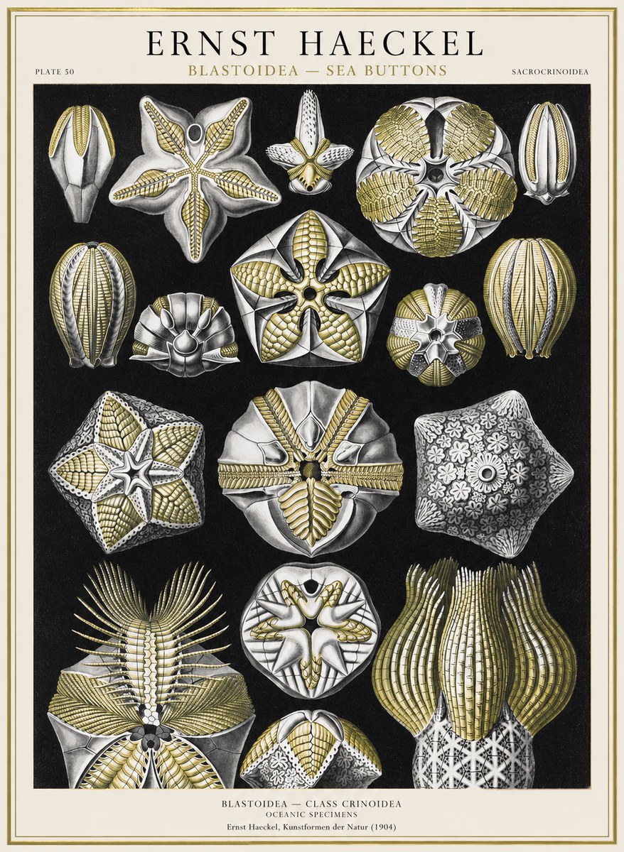 Ernst Haeckel Blastoidea Sea Buds (Snowflakes) No4 - Affiche
