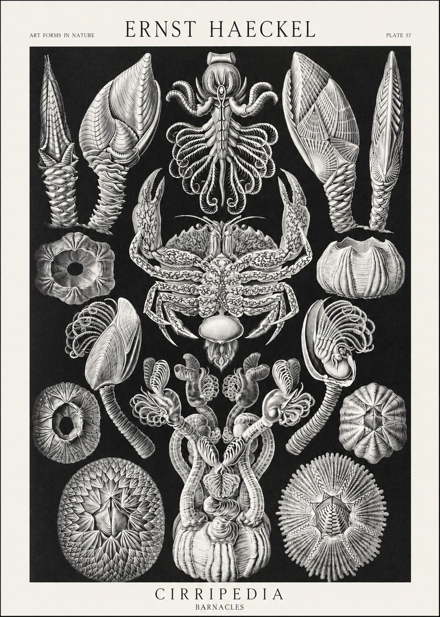 Ernst Haeckel Cirripedia Barnacles No3 - Affiche