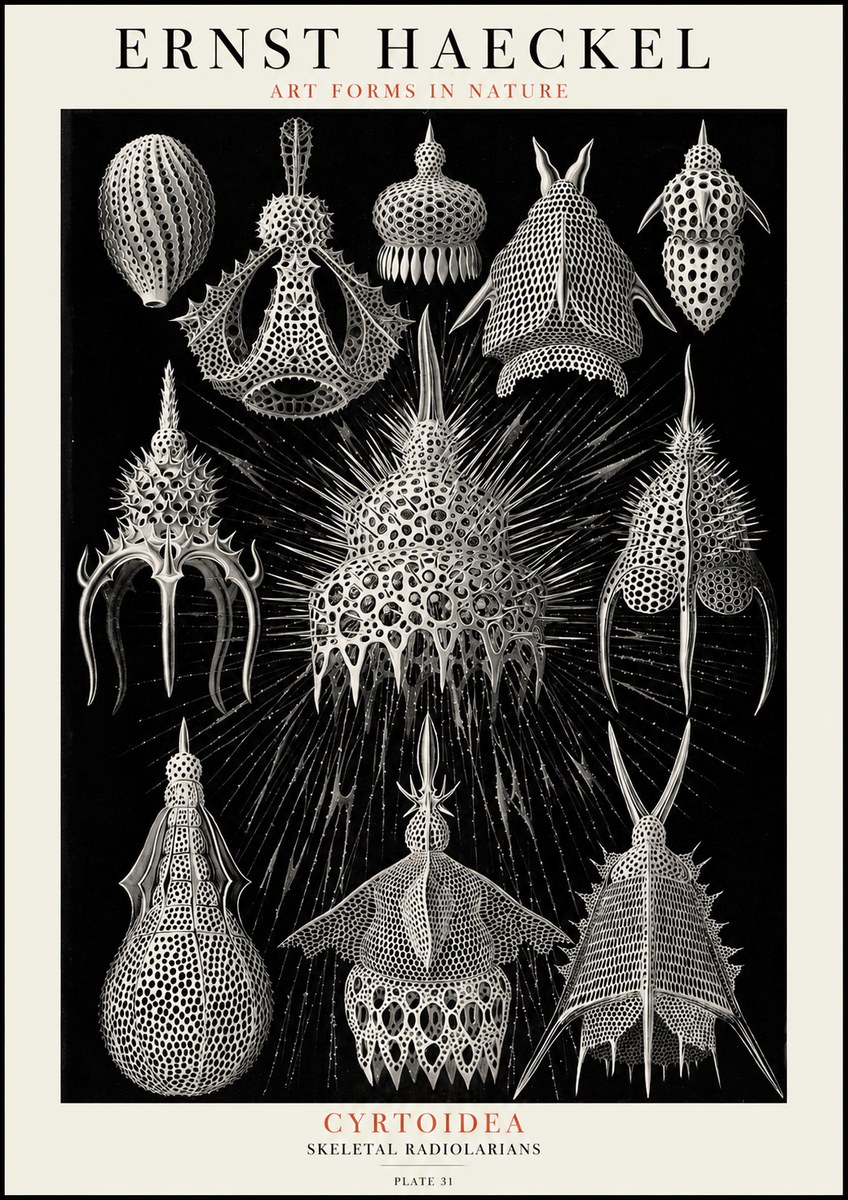 Ernst Haeckel Cyrtoidea - Starry Radiolarians No4 - Affiche
