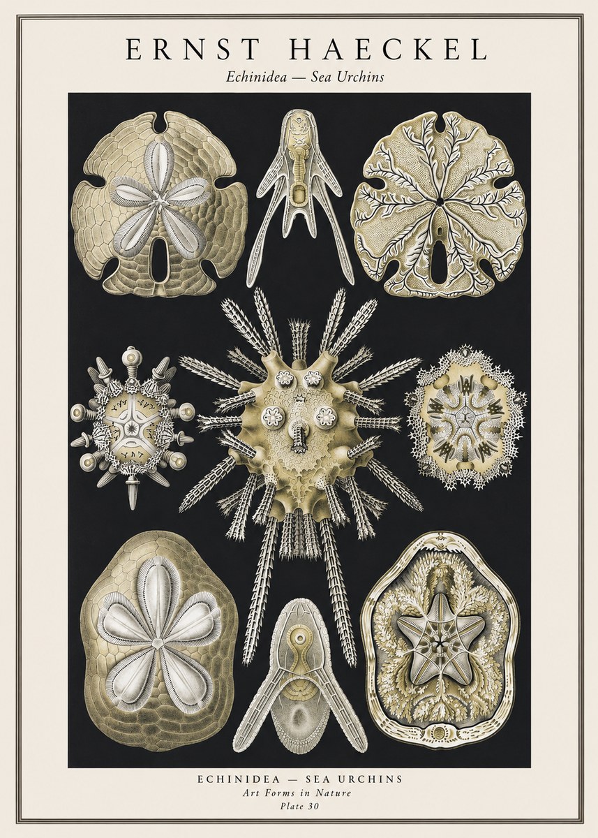 Ernst Haeckel Echinidea — Sea Urchins No1 - Affiche