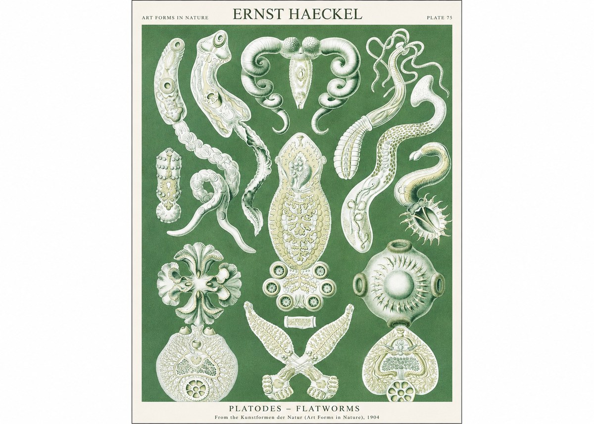 Ernst Haeckel Platodes – Flatworms No1 - Affiche