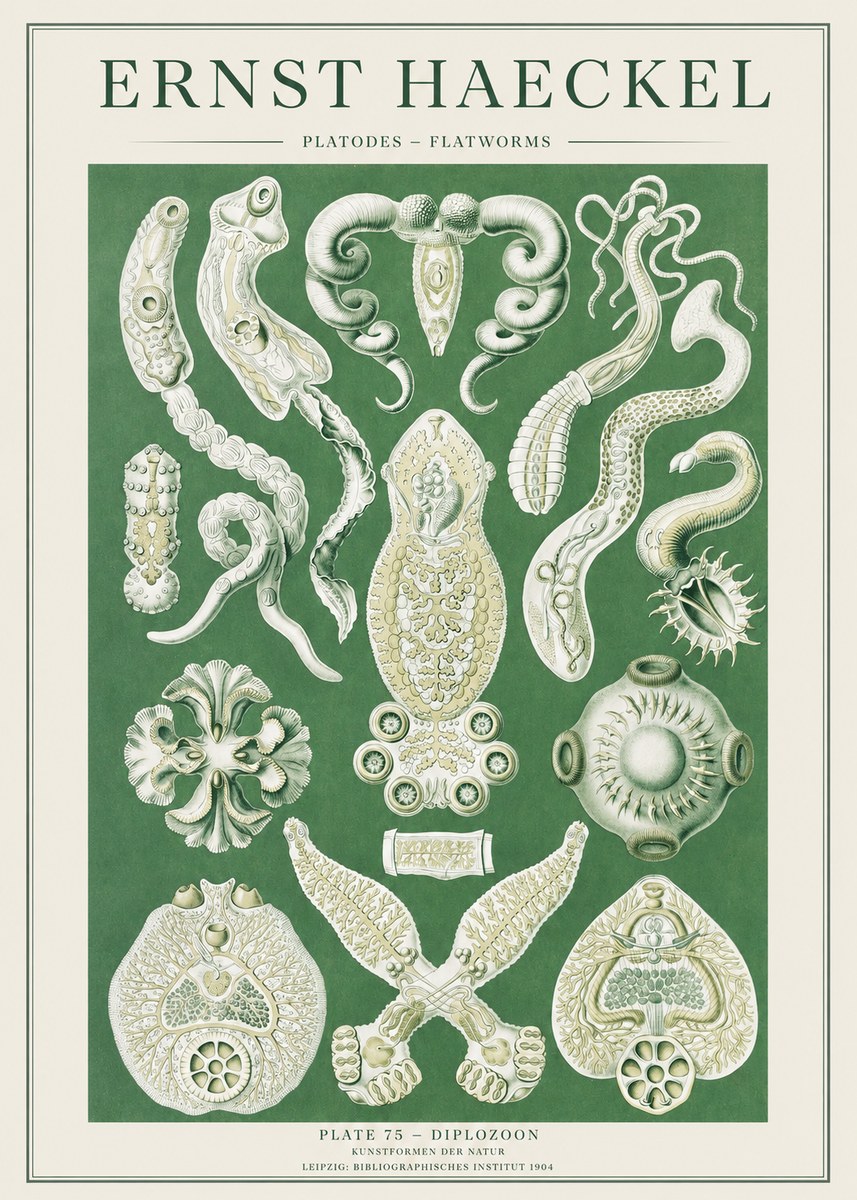 Ernst Haeckel Platodes – Flatworms No2 - Affiche